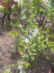 Leptospermum trinervium