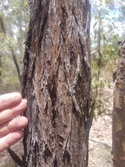 Leptospermum trinervium