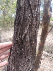 Leptospermum trinervium