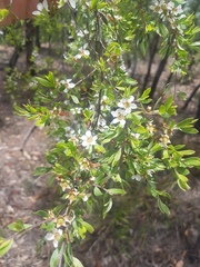 Leptospermum trinervium