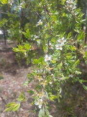 Leptospermum trinervium