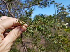 Leptospermum trinervium
