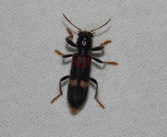 Clerinae