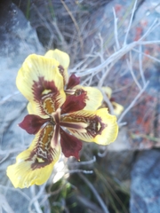 Moraea lurida