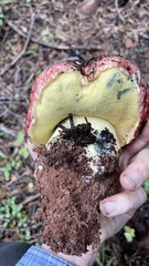Butyriboletus