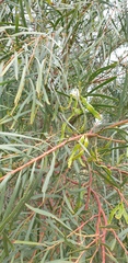 Acacia uncifolia