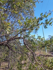 Leptospermum trinervium
