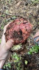 Butyriboletus
