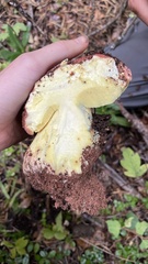 Butyriboletus