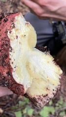 Butyriboletus