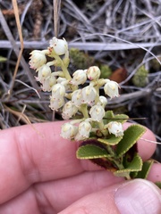 Gaultheria crassa