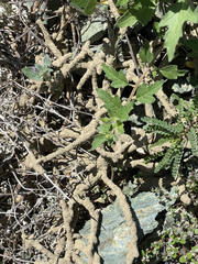 Gnathamitermes