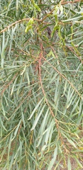 Acacia uncifolia