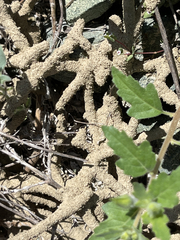 Gnathamitermes