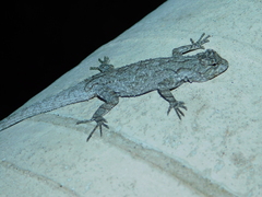 Urosaurus bicarinatus