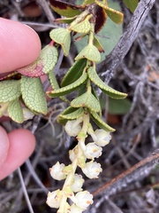 Gaultheria crassa