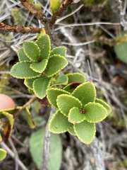 Gaultheria crassa