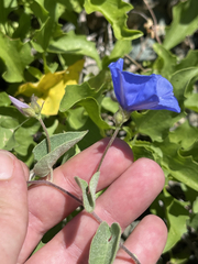 Jacquemontia abutiloides