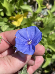 Jacquemontia abutiloides