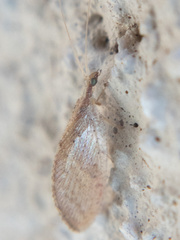 Hemerobiinae