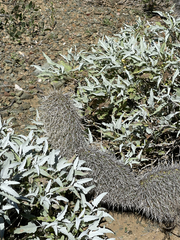 Opuntia pycnantha