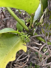 Ileostylus micranthus