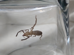 Ammotrechidae