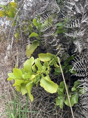 Ileostylus micranthus