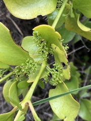 Ileostylus micranthus