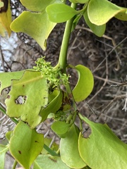 Ileostylus micranthus