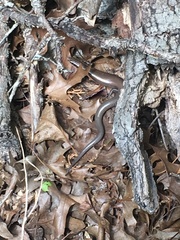 Plestiodon tetragrammus