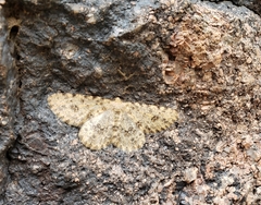 Digrammia colorata