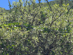 Pachycormus discolor