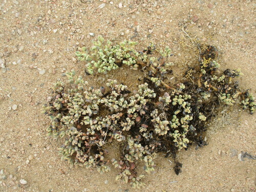 Image of Sesuvium sesuvioides by no rights reserved