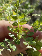 Pachycormus discolor