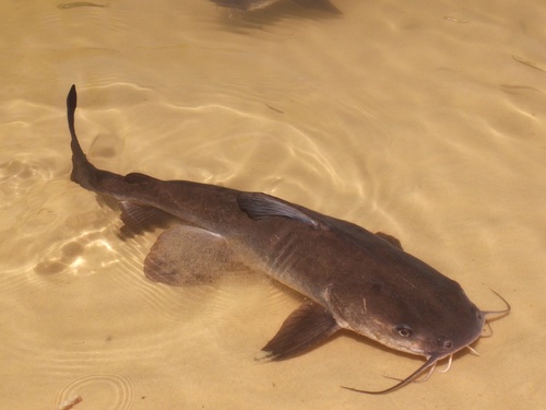 Blue catfish (Neoarius graeffei) — Ariidae — 4