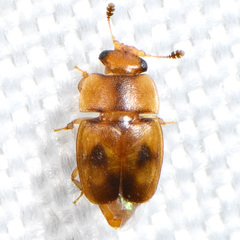 Epuraea ocularis