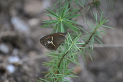 Pyronia bathseba