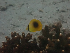 Chaetodon speculum