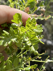 Pachycormus discolor