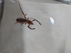 Ammotrechidae