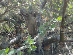 Pachycormus discolor