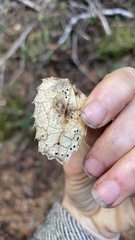 Coccomyces dentatus