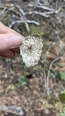 Coccomyces dentatus
