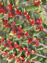 Nothofagus cliffortioides