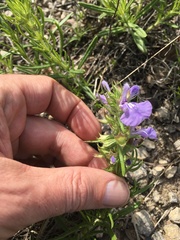 Salvia engelmannii