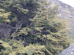 Nothofagus cliffortioides