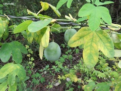 Passiflora subpeltata