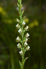 Prasophyllum odoratum