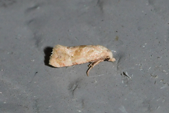 Platphalonidia magdalenae
